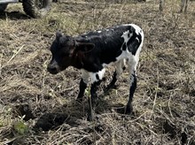 Cut to the Point x Tango Bull