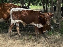 Holly Point x Tango Bull1