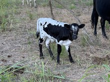 Hullabaloo x Tango Bull