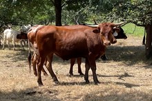 Gig 'Em x Cut Quo Steer