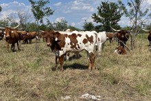 Aggie Gal x Cut Quo Steer