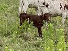 Midnight game x Cut Quo Steer