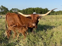 Red Moon x Cut Quo Steer 1