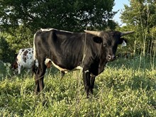 Red Moon x Tango Bull