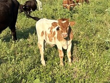 Status Quo x Tango bull