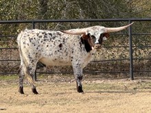 Masked Rider x Cut Quo Steer