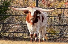 Digital Image x Cut Quo Steer