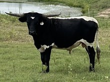 Holly Point x Tango Bull