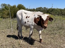 Ride Point x Cut Quo Steer