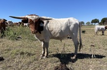 Painted Point Too x Cut Quo Steer