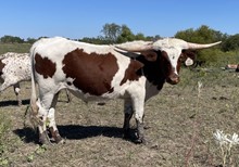 TOF Crazy's Quo Steer