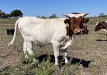 Belle's Point x Cut Quo Steer