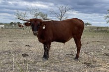 Lady K x Cut Quo Steer