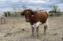 Little Belle x Game Point Steer