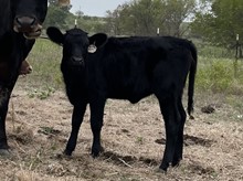 Hullabaloo x Angus Heifer