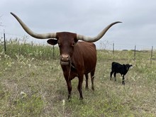 Night Game x Tango Master Bull
