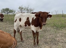 Crazy Red x Cut Quo Heifer