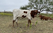 Maroon & White x Cut Quo Heifer