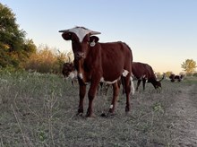 Painted Point x Cut Quo Steer