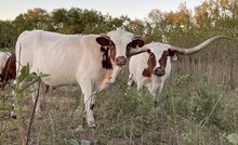 Lady J x Cut Quo Steer