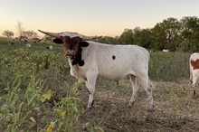 Star Point x Cut Quo Steer