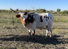 Pixie x Cut Quo Steer