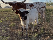 Spit'n Image x Cut Quo Steer