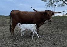 Regal Red x Tango Master Heifer