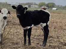 Gig'em x Tango Heifer