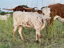 Spit Fire x Tango Heifer 1