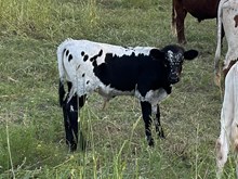 Hullabaloo x Tango Bull