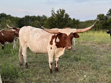 Ride Point x Cut Quo Steer