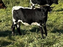 Ady's Baby x Tango Heifer1