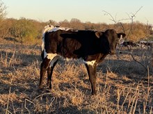 Gig'em x Tango Heifer