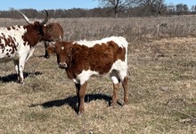 Little Belle x Game Point Steer