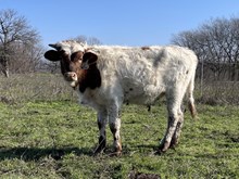 Spit'n Image x Cut Quo Steer