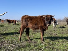 Masked Rider x Cut Quo Steer