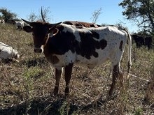 Gig'em x Tango Heifer1