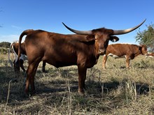 Spit Fire x Cut Quo Heifer