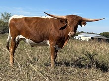 Valentine x Tango Steer