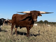 Red Moon x Cut Quo Steer 1