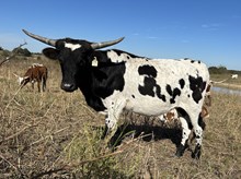 TOF Rider in the Sky