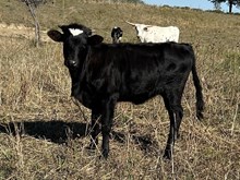 Painted Point x Tango Heifer