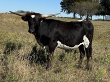 Harley Quinn x Tango Heifer