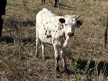 Cut'n Run x Tango Heifer