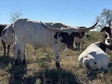 Ride Point x Cut Quo Steer