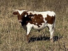 Little Tramp x Tango Bull1