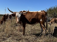 Crazy Red x Tango Heifer