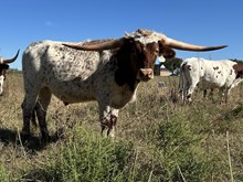 Spit'n Image x Cut Quo Steer