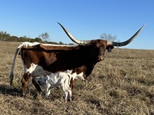 TOF Observation Point
